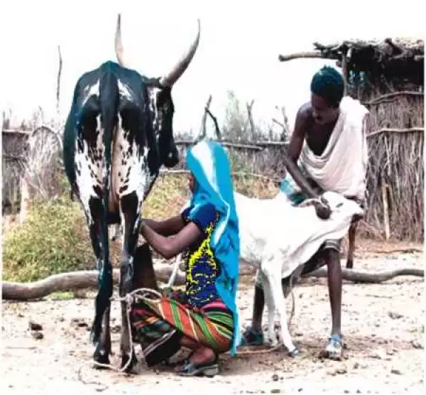Golden Cows: How Oyo Women Currently Make a Living Milking Cattle in Spite of Recession